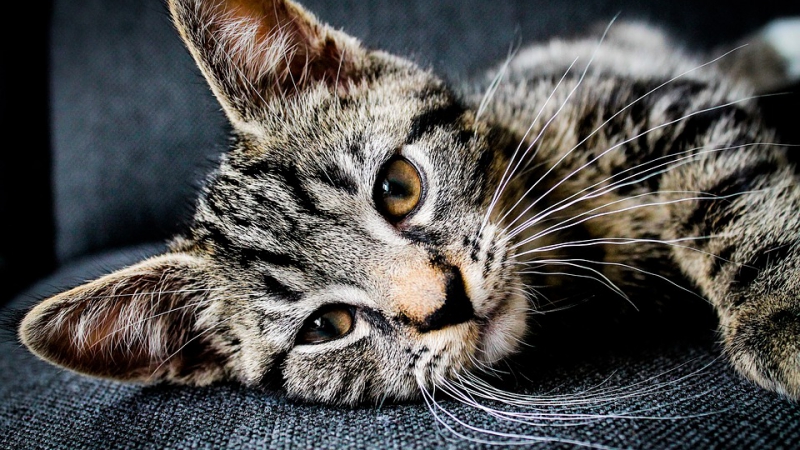 adorable-1853372_960_720-800x450