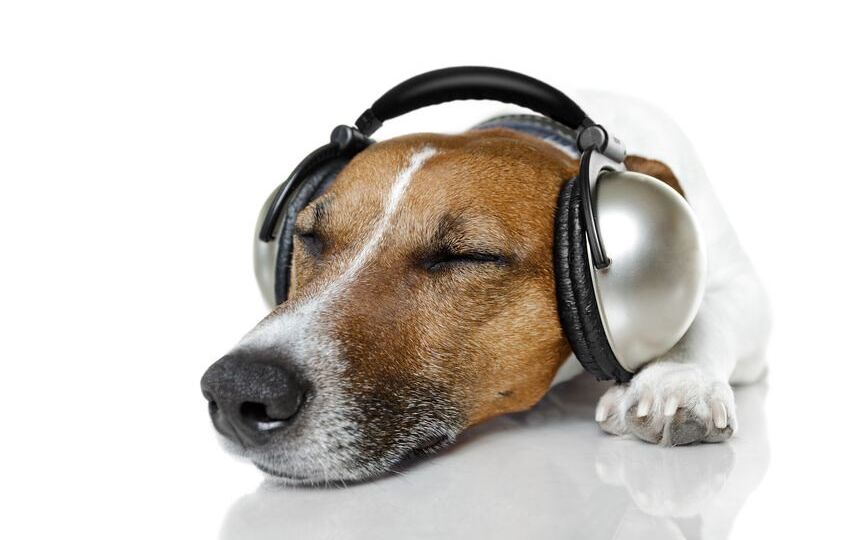 12810298 - dog with headphones listening to music