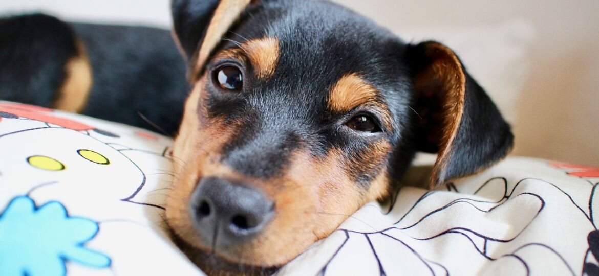 puppy-2190112_1280