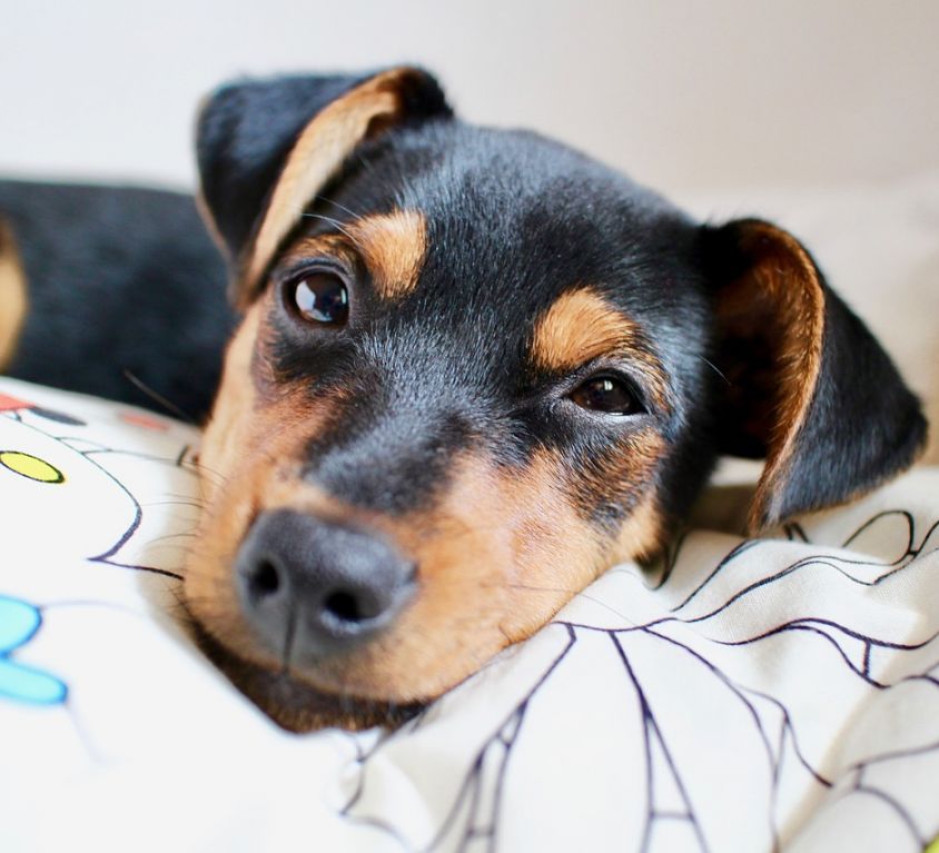 puppy-2190112_1280
