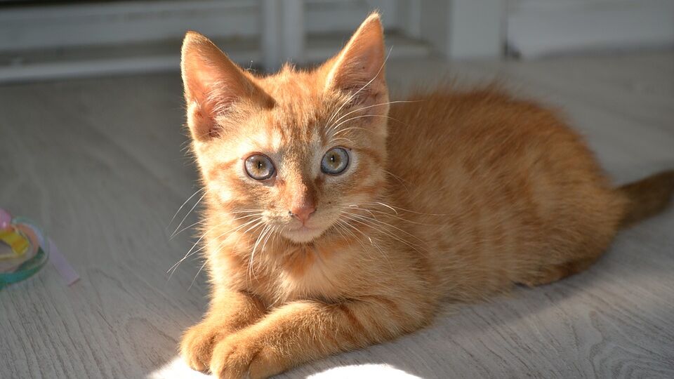 cat-1216143_960_720