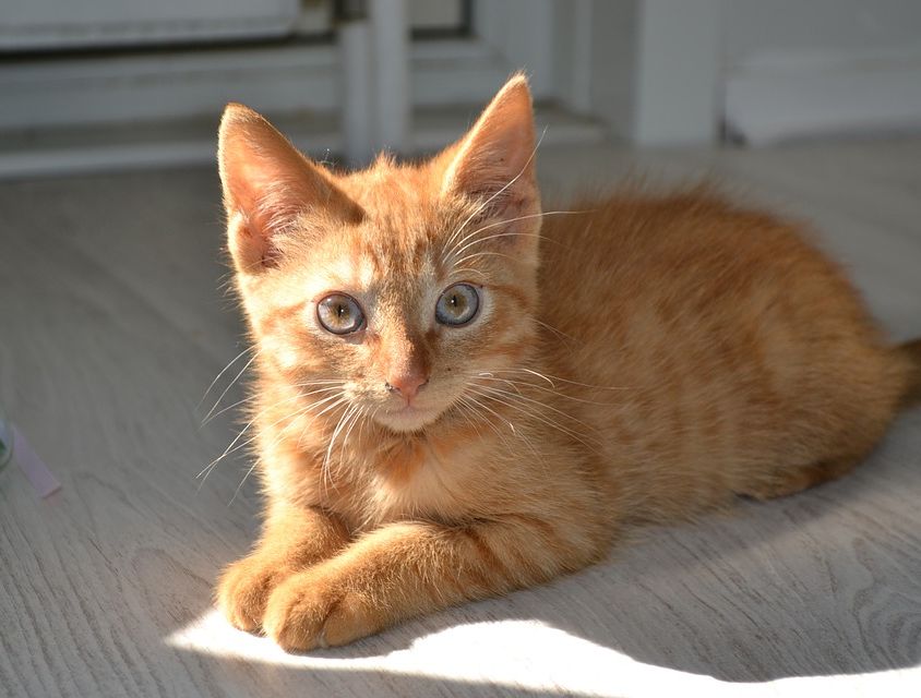 cat-1216143_960_720