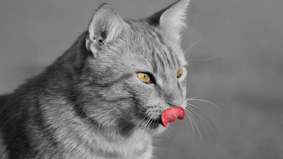cat-3675396_960_720