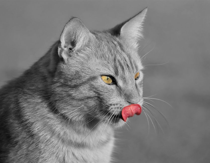 cat-3675396_960_720