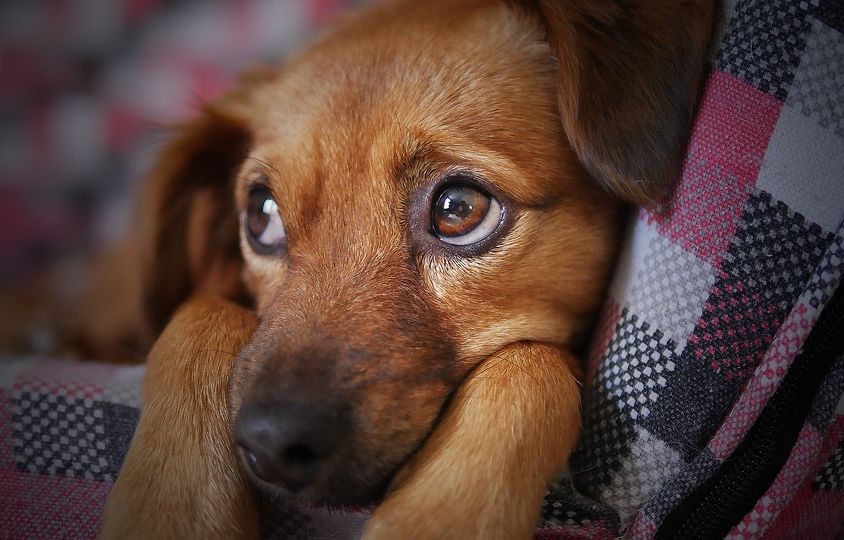 dog-3071334_960_720