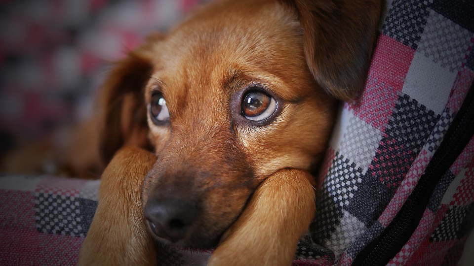 dog-3071334_960_720