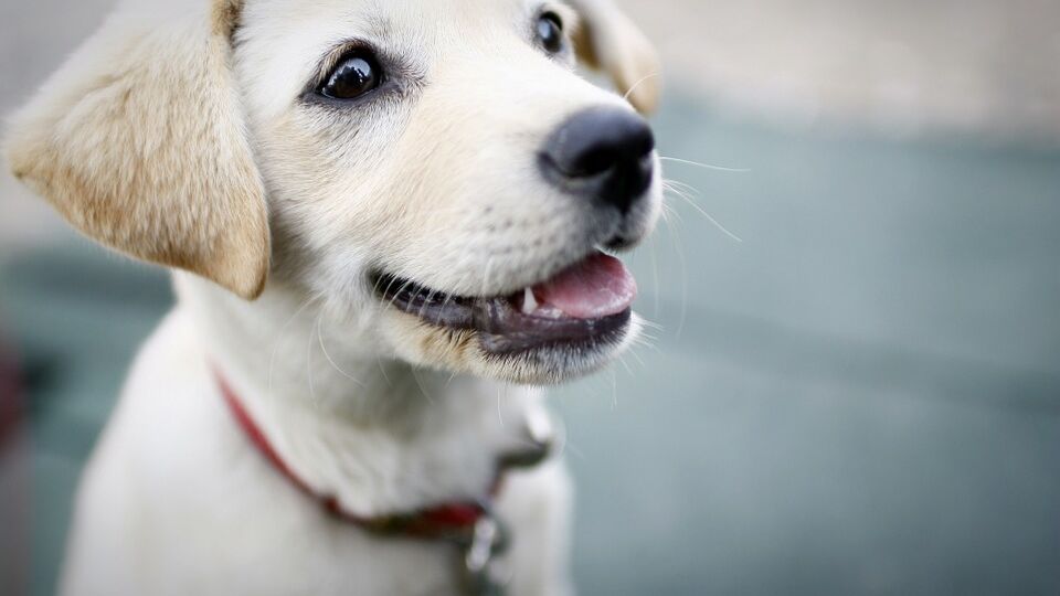 dog-425067_960_720