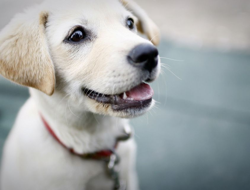 dog-425067_960_720