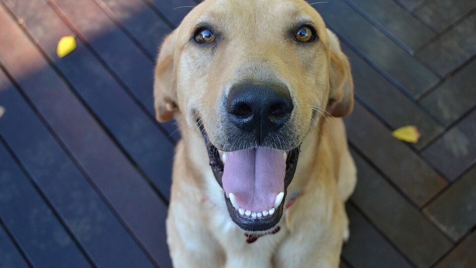 Cute Dog Animal Smiling Cute Puppy Dog Friendly