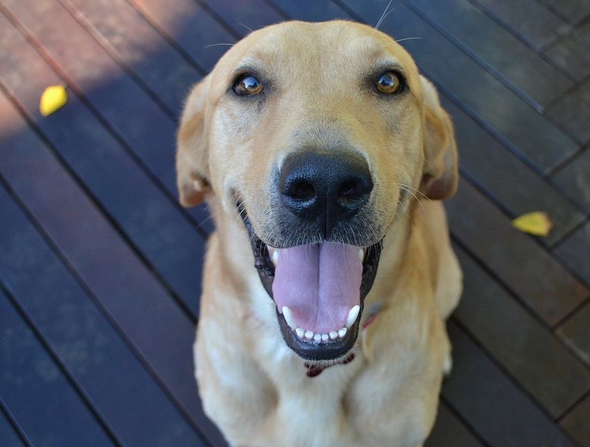 Cute Dog Animal Smiling Cute Puppy Dog Friendly