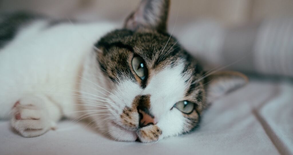 pexels-photo-2462623-1024x683