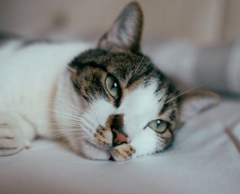 pexels-photo-2462623-1024x683