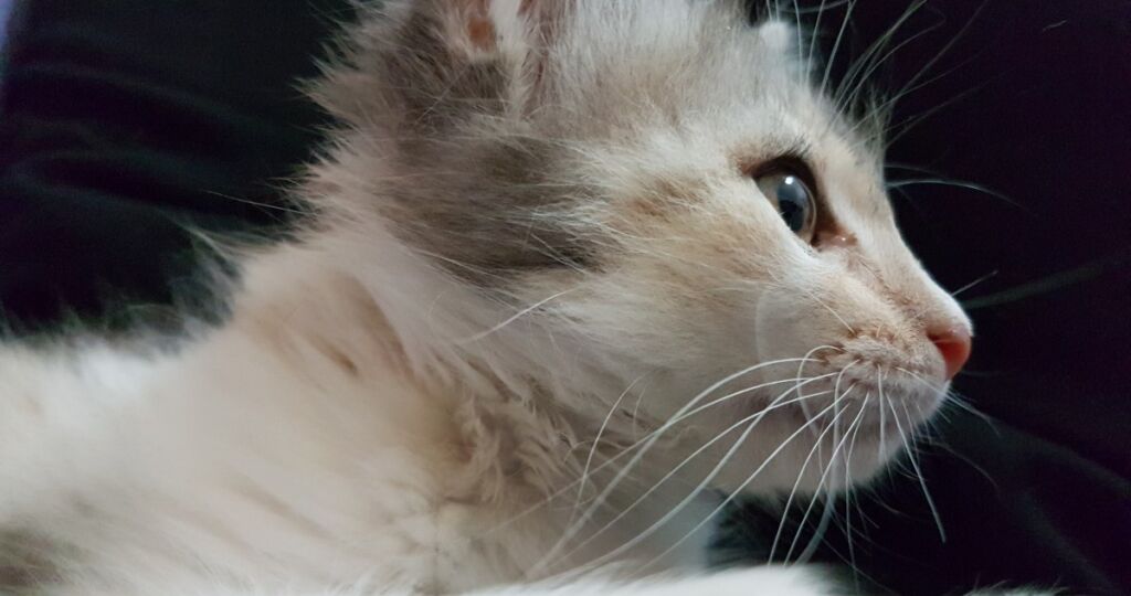 kitten_miao_pussy_cat_feline_malai_puppy_pet-485915.jpgd_-1024x768