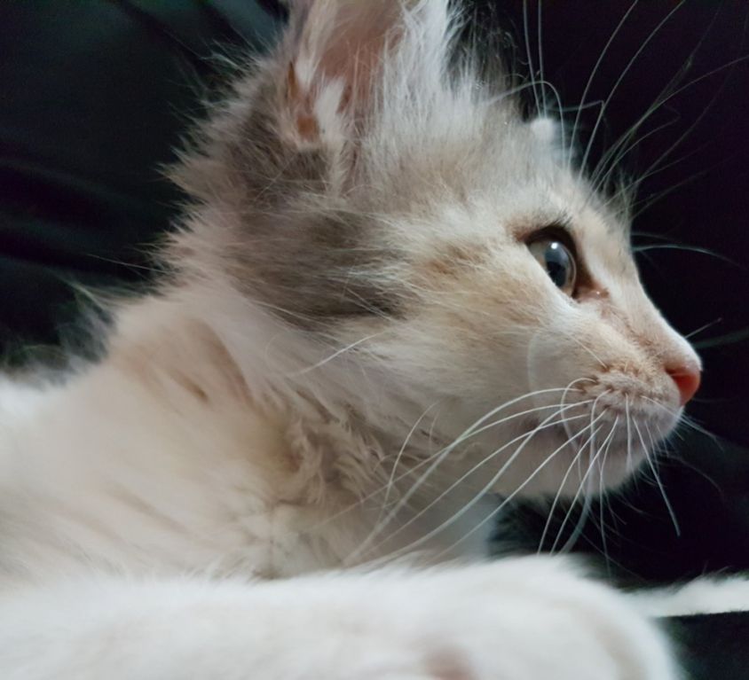 kitten_miao_pussy_cat_feline_malai_puppy_pet-485915.jpgd_-1024x768