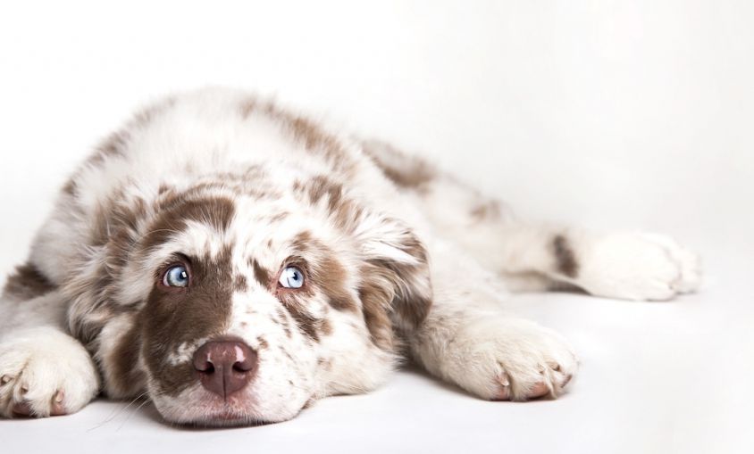 Bored-Dog-small-1024x509