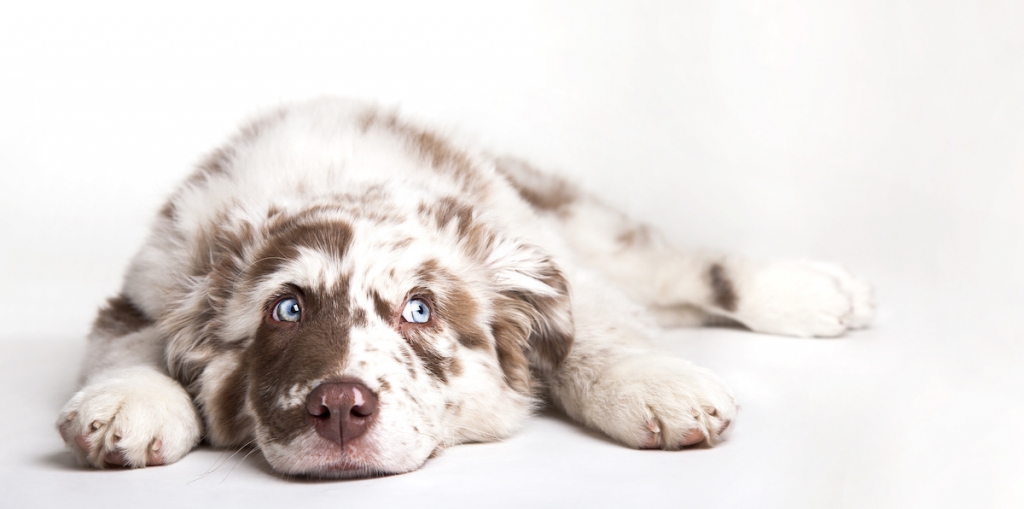 Bored-Dog-small-1024x509